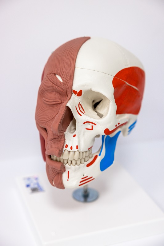 model czaszki